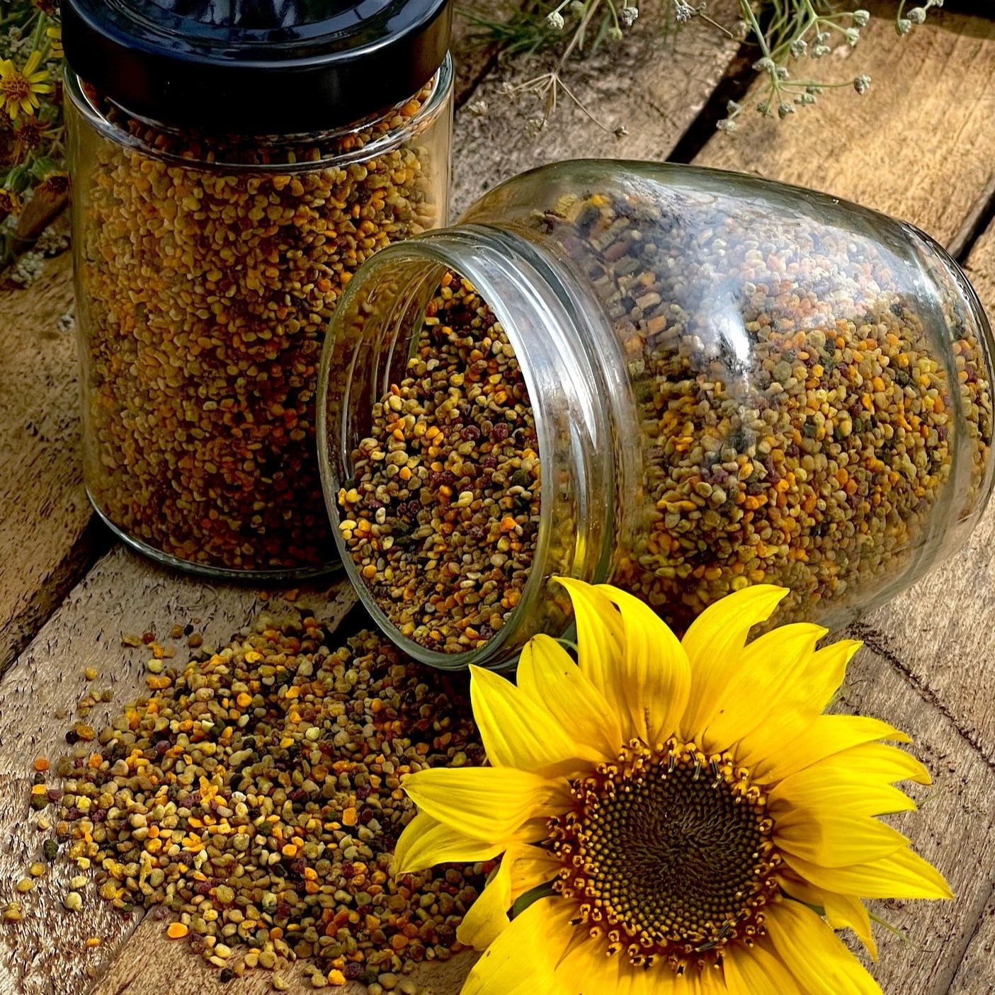 unsplash-image-KBs1nN-r5xo Glass jars filled with colorful bee pollen grains, one jar tipped over with pollen spilling out, accompanied by a vibrant sunflower on a rustic wooden surface.
